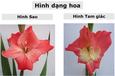 hinh dang hoa_1665110912.png